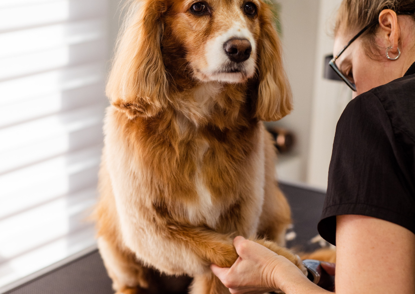 ''Köpeklerde Tırnak Kesimi Nasıl Yapılır?''